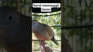 Perkutut lokal ngerot