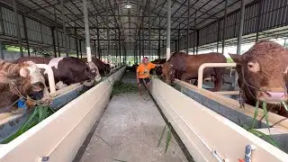KUMPULAN SAPI RAKSASA TIBA DI KANDANG TERMEGAH DI INDONESIA 🔥