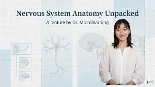 Understanding Our Nervous System Anatomy (7 Minutes)