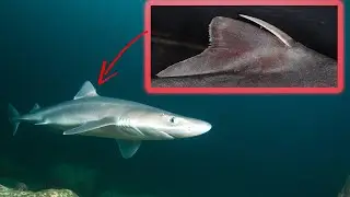 Venomous Sharks! Can a Dogfish STING you?