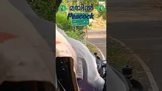 🦚 Peacock ❌Peahen ✅🦚#youtubeshorts #travelshorts#Gavi#ksrtc#trip