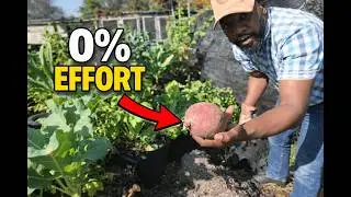Neglected Sweet Potatoes Still Gave Me a Harvest (Florida Garden)