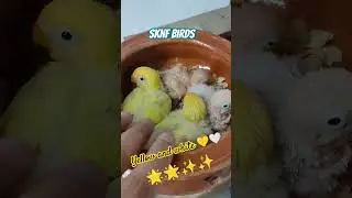 Lovebird Decino Albino #decino #albino #creamino #birdbreeding #birdcare #lovebirds #birds