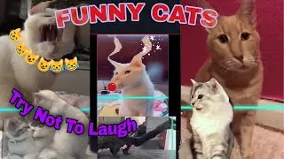 Cat  Reaction to Time Warp Scan - Funny Cat Time Warp Scan Reaction| pets makes u happy |