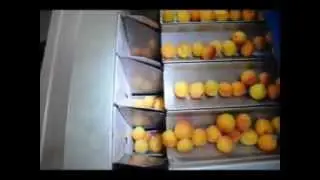 CLIENT: COPADEL - PACKAGING LINE FOR APRICOTS - LINEA DI CONFEZIONAMENTO PER ALBICOCCHE