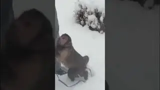 Monkey in the snow #monkey #snow #cold #pets #shorts