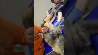 УЗИ сердца 💕