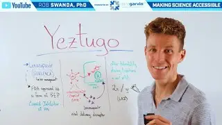 Как работает Йезтуго (Ленакапавир) в качестве PrEP?