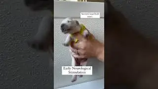 Early Puppy Neurological Stimulation!