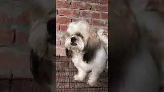 #shizoo dogbreed for sale location Panjab mob no +92 318 3115197