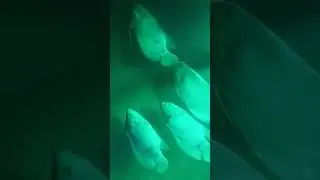 #aquariumfish #aquaticcreature #fishlover