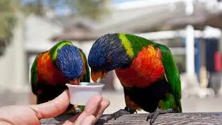 Brilliantly colored Lorikeets at the Aquarium of the Pacific in Long Beach, California