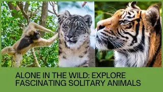 Alone in the Wild: Explore Fascinating Solitary Animals