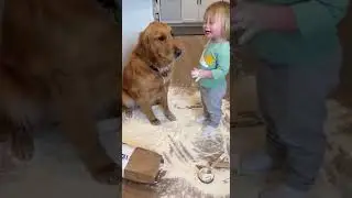 Dog&rsquo;s Guilt vs Toddler&rsquo;s Denial: Who&rsquo;s REALLY to Blame? 😂