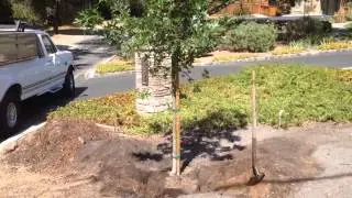 Выбор качественного дерева &mdash; дуба Скарлет