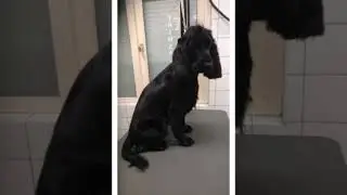 Trimsalon Cocker Jack