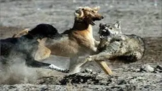 Wolf hunting.  Wolf hunting with dogs