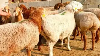 Namangan viloyati namangan tuman tepaq gurg'on chorva bozori 👍😱👍😱😱😱😱 #arashan#