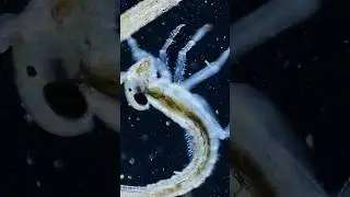 Mayfly Nymph - What Are These? A Micro Mystery!
