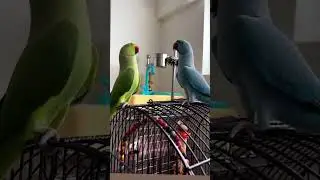 When Birds Know the Words, They Talk to Eachother
