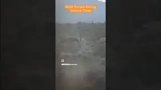 Wild Horses Eating Joshua Trees 🌵