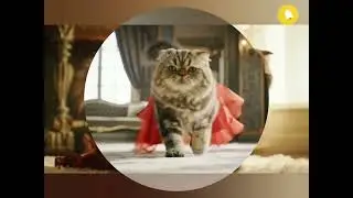 Glamour Cat: From Makeup to Red Carpet! #CatLovers #StylishCat  #PetFashion #CuteAnimals #FunnyCats 