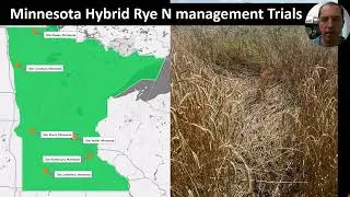 Nitrogen Management for Hybrid Rye