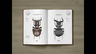 Tiger Beetles of Africa, Geographical guide to the family Cicindelidae