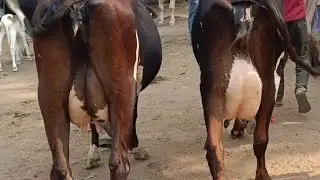 बिहिया पशु मंडी: मात्र ₹45,000 से शुरू! 😱 देखिये आज की ताज़ा कीमतें | Bihiya Mandi Update