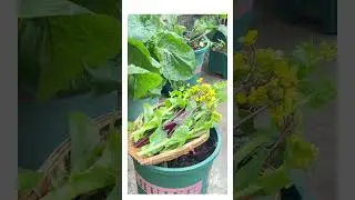 Easy Herb Growing Method Using Perforated Baskets | Grow Fresh Herbs at Home #herbgarden