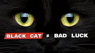 Before You Say &ldquo;Black Cats Are Bad Luck&rdquo;&hellip; Watch These 15 Facts