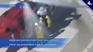Two pups among rescuees seen on chopper cam from L.A. apartment fire