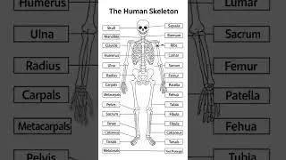 #From the cranium to the femur our skeleton is a masterpiece of engineering🦴