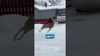 Hilarious Deer Sings &lsquo;Here Comes Santa Claus&rsquo; While Prancing Through Town! 😂