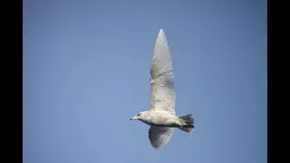Kumlien's Gull, Dernford Reservoir, Cambridgeshire, 22/11/20