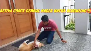 Awal Melatih Roll/Berguling Pada Doggy Jenis Corgy. #doglovers #dogsmart