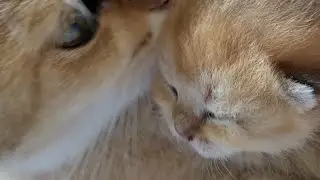 tiny teddy kittens
