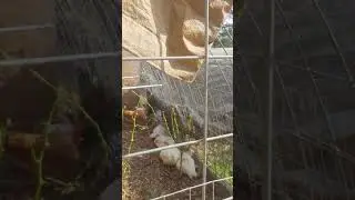 easy chicken compost system
