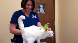 Victor Vet Care - Vet & Animal Hospital in Victor, NY