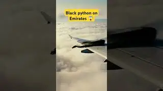 Python shocked the passengers 😱 | snake on aeroplane | python attack | #python #shorts