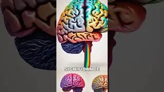 Unraveling Memory Processing in the Brain #shortsfeed