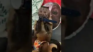 JJ Monaghan Watches George the Monkey Unboxing