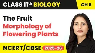 The Fruit - Morphology of Flowering Plants | Class 11 Biology Chapter 5 | CBSE 2025-26