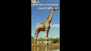 Why Does Everyone Like Giraffe ?🦒#shorts #youtubeshorts #shortsfeed @funniestanimals