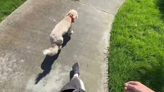 Off Leash Dog Training Labradoodle