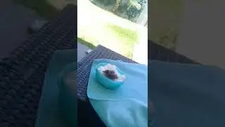 Oision tonber d'un nids
