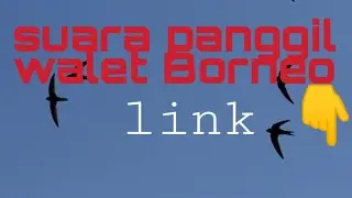 Suara panggil walet BORNEO