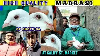 High Quality Madrasi Of Chotu Da | Beside Gopal Pigeon Shop | Deep Eye/Kala Dana/Pulsar/GoldenEyeEtc