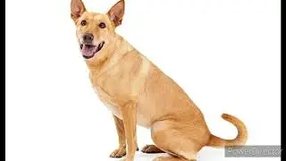 UNKNOWN FACTS OF CAROLINA DOG