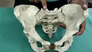 Gynacoid pelvis ( maternal pelvis) full explanation for practical exam  in hindi